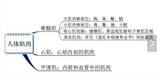 你真的認(rèn)識(shí)你身體的肌肉嗎？